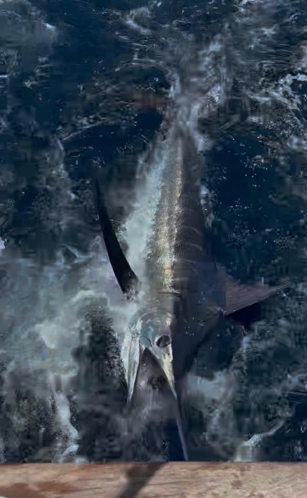 Fishing Outer Banks Obsession Fall 2025 Captain Jeff Ross Outer Banks NC