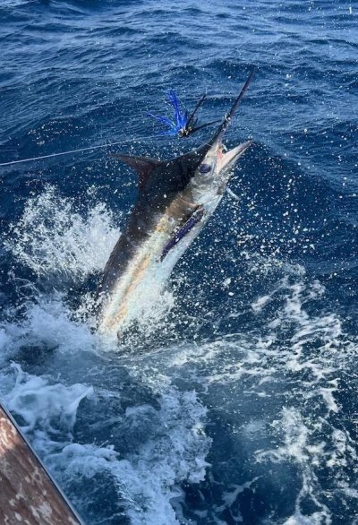 Obsession Sportfishing Charters Outer Banks white marlin